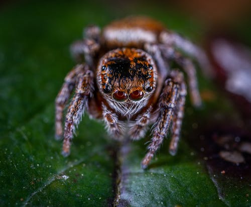 布朗跳蜘蛛的宏观摄影栖息在绿叶上 · 免费素材图片