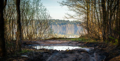 白天湖附近的棕色裸树 · 免费素材图片