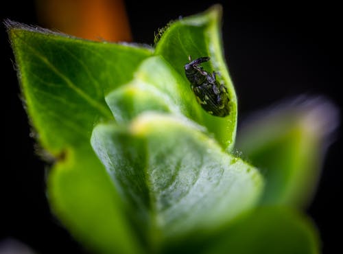绿叶植物上的黑色和白色象鼻虫的宏观照片 · 免费素材图片