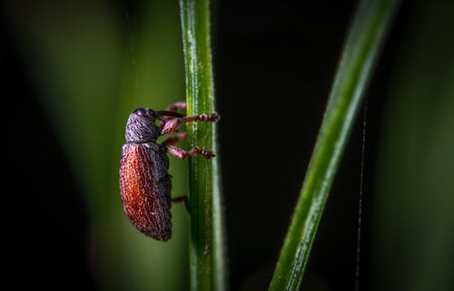 红色昆虫特写摄影 · 免费素材图片