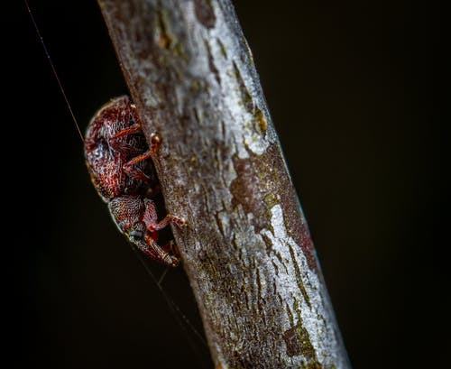 棕色木茎上的红色树料斗的宏观照片 · 免费素材图片