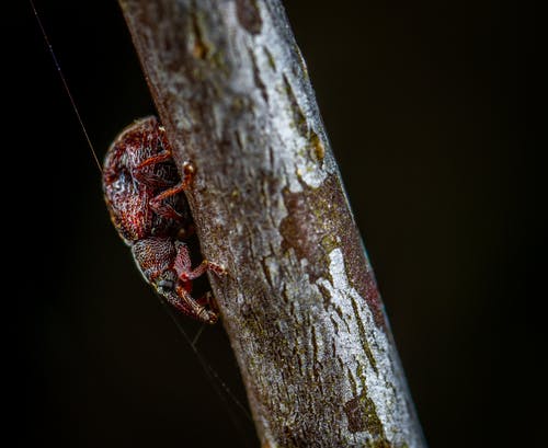 棕色木茎上的红色树料斗的宏观照片 · 免费素材图片