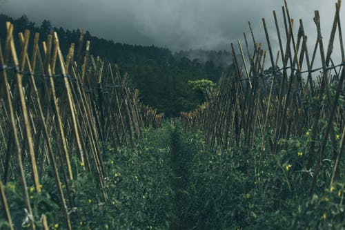 农田上的灰色雨云 · 免费素材图片