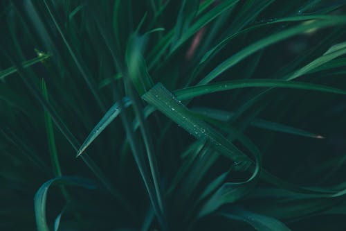 绿叶植物 · 免费素材图片