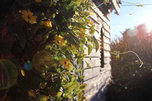 黄铃花摄影 · 免费素材图片