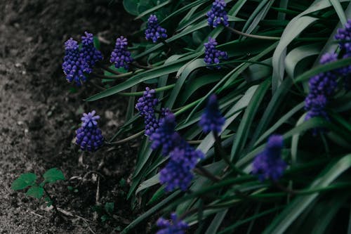 浅绿色的植物，紫色花的焦点照片 · 免费素材图片