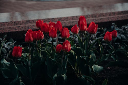 红色郁金香花床 · 免费素材图片
