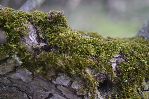 青苔照片 · 免费素材图片