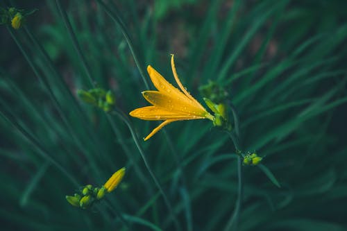 黄色花瓣花的选择性聚焦摄影 · 免费素材图片