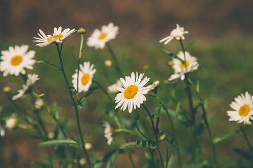 白色花瓣的景深摄影 · 免费素材图片