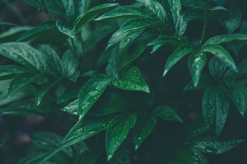 绿色植物 · 免费素材图片