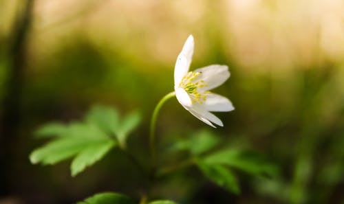 白花草花 · 免费素材图片