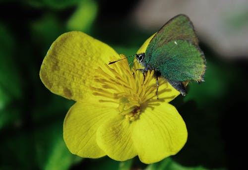 油菜花上的绿色蝴蝶 · 免费素材图片