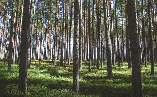 树干摄影 · 免费素材图片