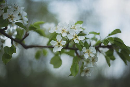 白色花瓣花的特写摄影 · 免费素材图片