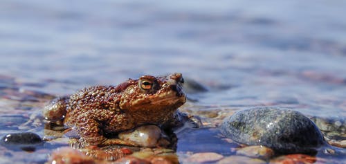 棕色青蛙在水面上 · 免费素材图片