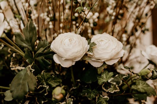 两瓣白色花瓣的选择性聚焦摄影 · 免费素材图片