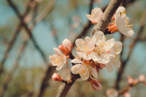 白色花瓣花的特写摄影 · 免费素材图片