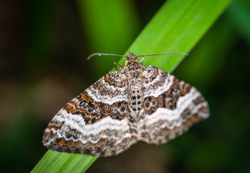 栖息在绿叶上的灰色，棕色和黑色条纹蝴蝶的选择性聚焦摄影 · 免费素材图片