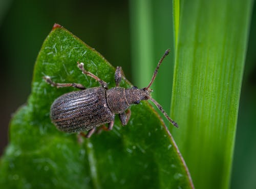 绿叶上的黑甲虫 · 免费素材图片