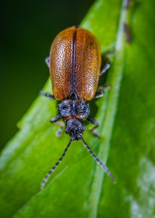 六月甲虫的顶视图照片 · 免费素材图片
