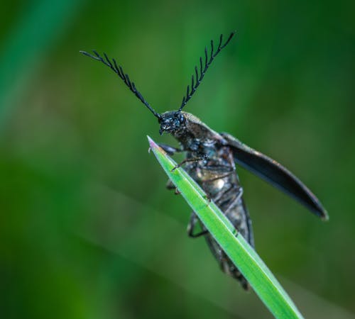 黑叶角甲虫栖息在绿叶上的选择性聚焦摄影 · 免费素材图片