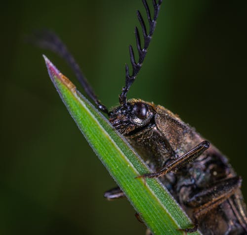 棕色甲虫的特写照片 · 免费素材图片