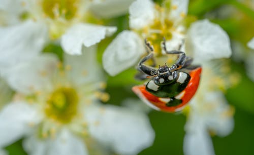 瓢虫的选择性聚焦摄影栖息在白色花瓣上 · 免费素材图片