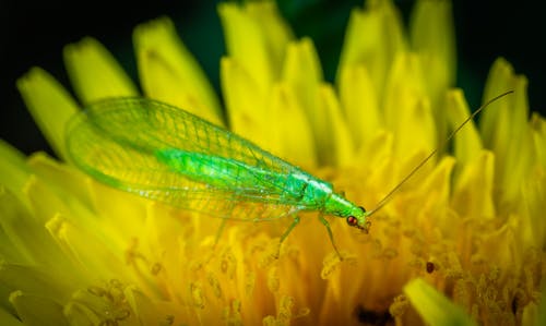绿色的蜻蜓栖息在黄色的花 · 免费素材图片
