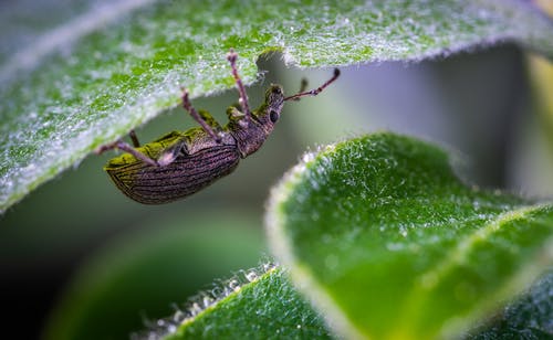 绿叶下栖息的黑zophobas Morio甲虫的选择性聚焦摄影 · 免费素材图片