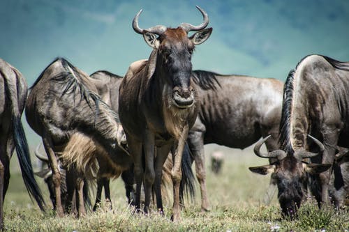 黑棕野牛群的浅焦点照片 · 免费素材图片