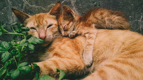 橙色的虎斑猫和小猫 · 免费素材图片