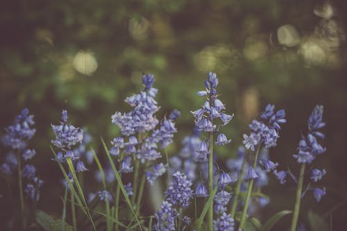 紫色风信子花的选择性焦点照片 · 免费素材图片