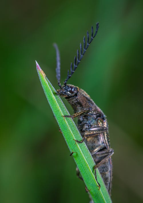 黑叶角甲虫栖息在绿叶上的选择性聚焦摄影 · 免费素材图片