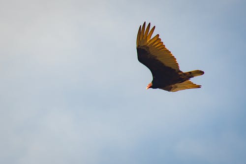 棕色和黄色的小鸟在天上飞 · 免费素材图片