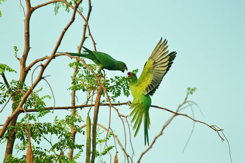 两只绿鹦鹉 · 免费素材图片