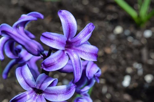 选择性聚焦摄影larkspur的花 · 免费素材图片