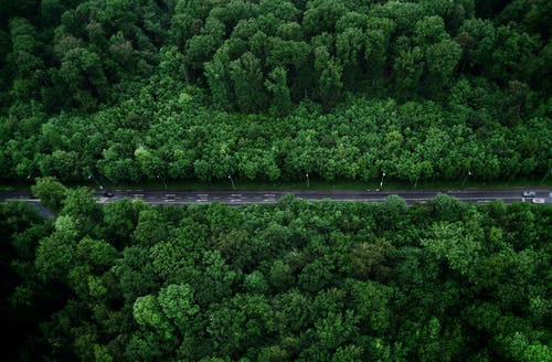 鸟瞰图与树木的道路 · 免费素材图片