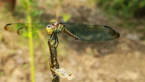 绿蜻蜓栖息在特写摄影中的棕色茎上 · 免费素材图片