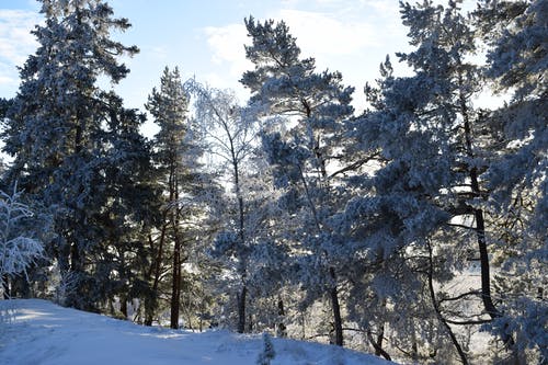 冬季树木摄影 · 免费素材图片