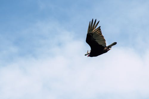 黑色和灰色鸟在白云和蓝天下飞 · 免费素材图片