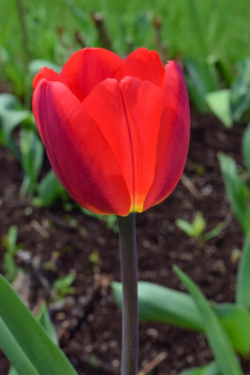 红色郁金香的选择性焦点照片 · 免费素材图片