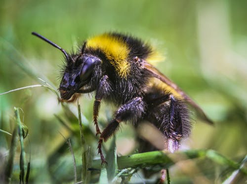 近摄摄影蜜蜂栖息在叶子上 · 免费素材图片