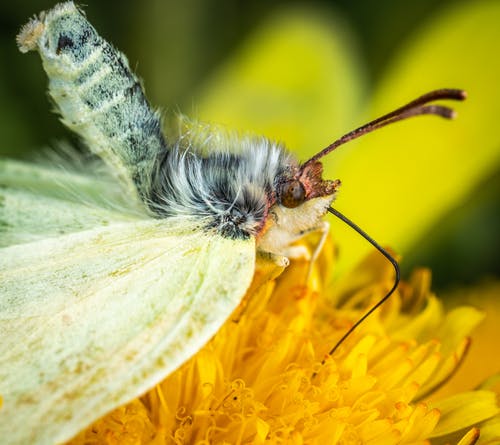 黄色花瓣上的蝴蝶 · 免费素材图片