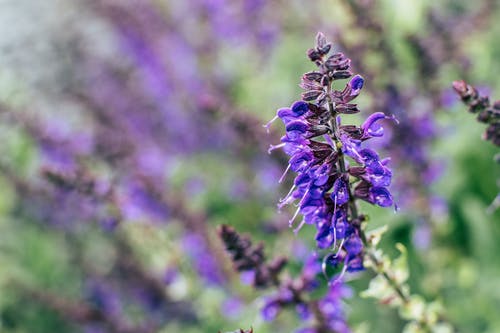 选择性聚焦摄影紫色花瓣花卉植物 · 免费素材图片
