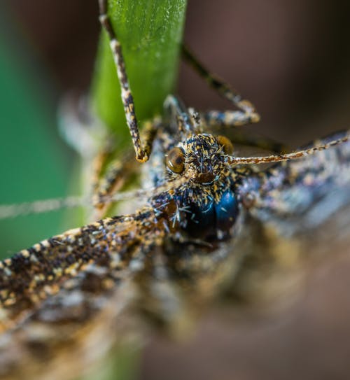 褐翅昆虫在叶茎上的特写摄影 · 免费素材图片