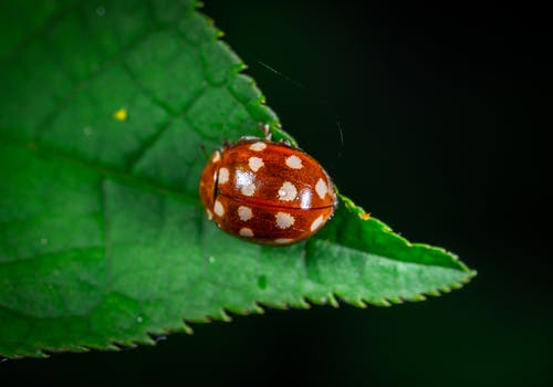 红瓢虫的微距摄影 · 免费素材图片