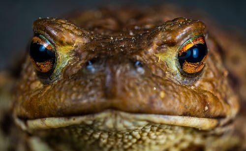 一只棕色的青蛙的微距照片 · 免费素材图片