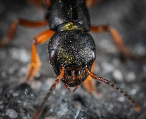 昆虫头微距摄影 · 免费素材图片