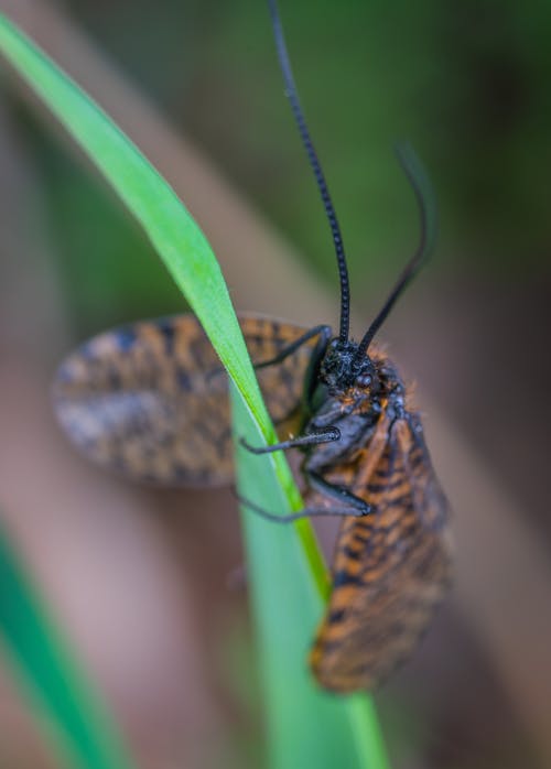 绿叶植物上的棕色和黑色翅昆虫 · 免费素材图片